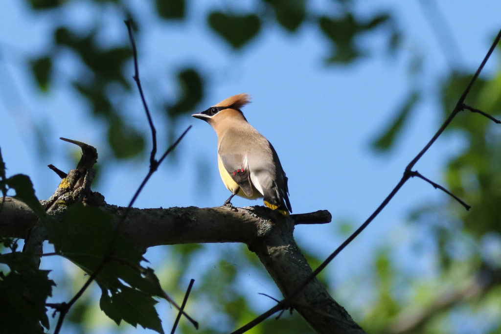 Jaseur d’Amérique | Cedar Waxwing