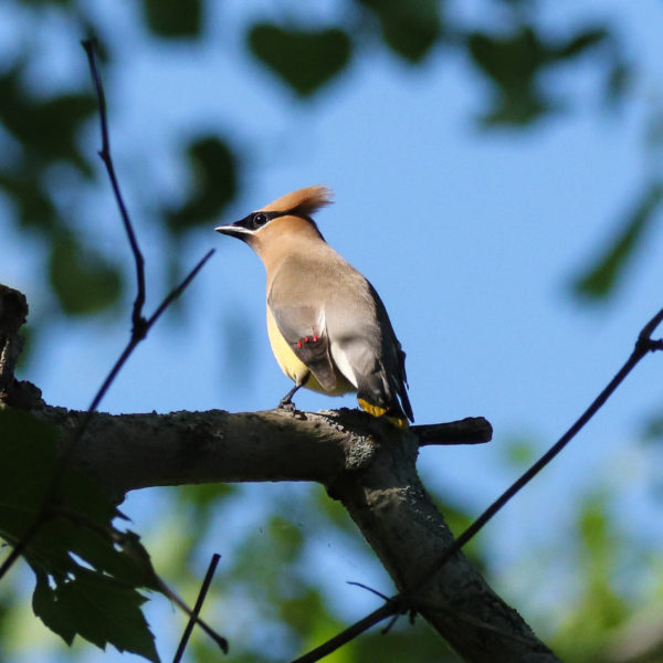 Jaseur d’Amérique | Cedar Waxwing