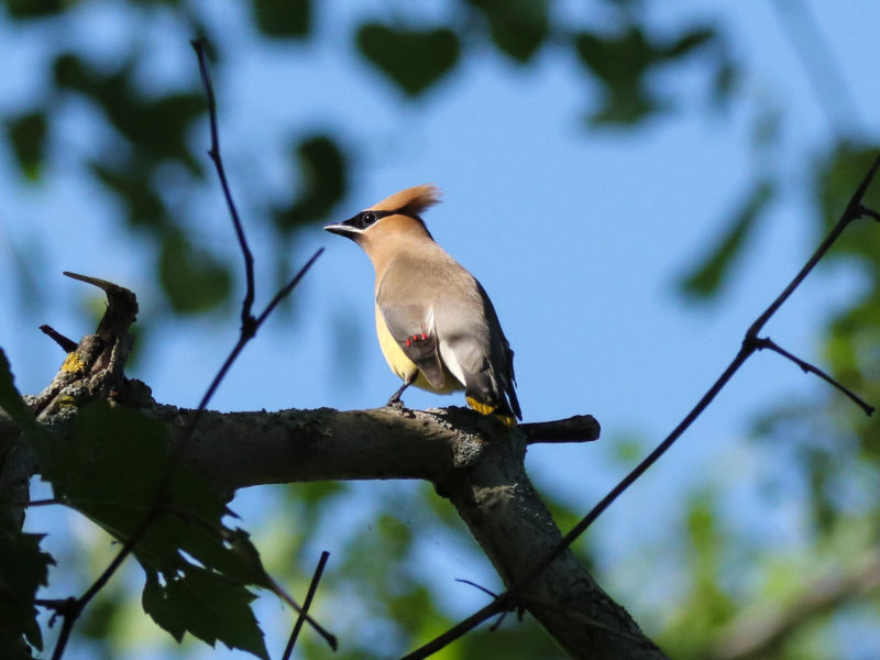 Jaseur d’Amérique | Cedar Waxwing