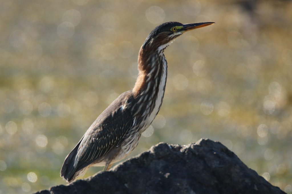 Héron vert | Green Heron