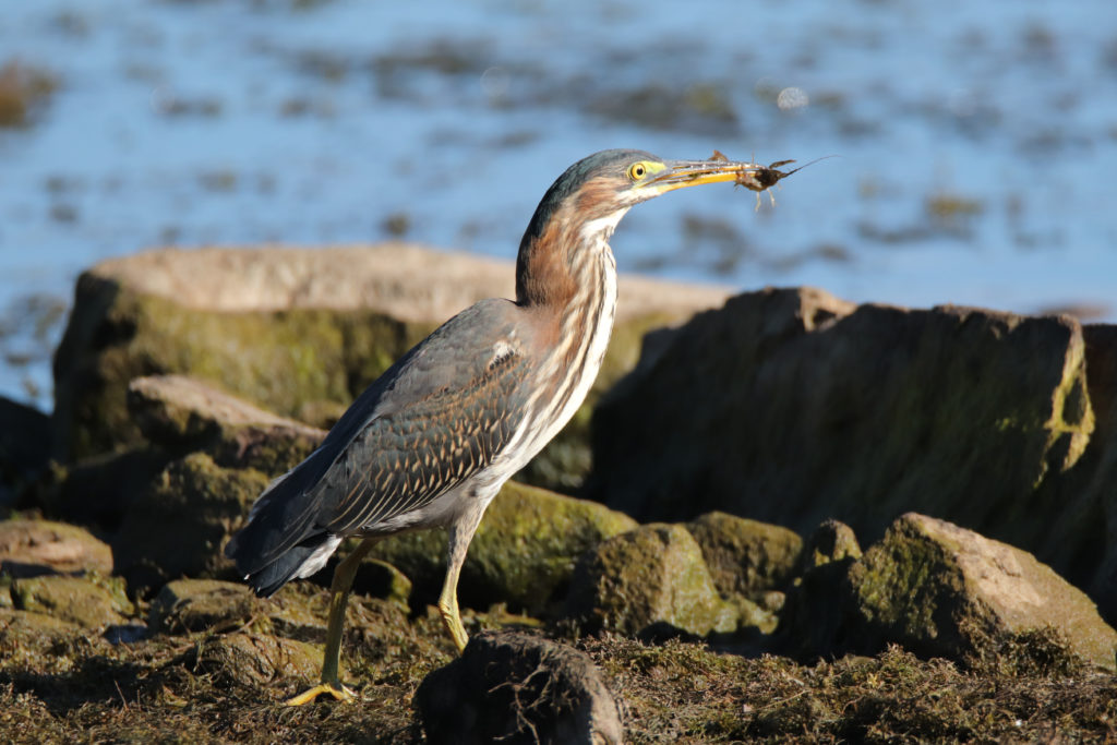 Héron vert | Green Heron