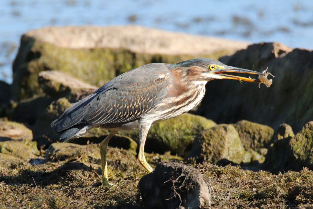 Héron vert | Green Heron