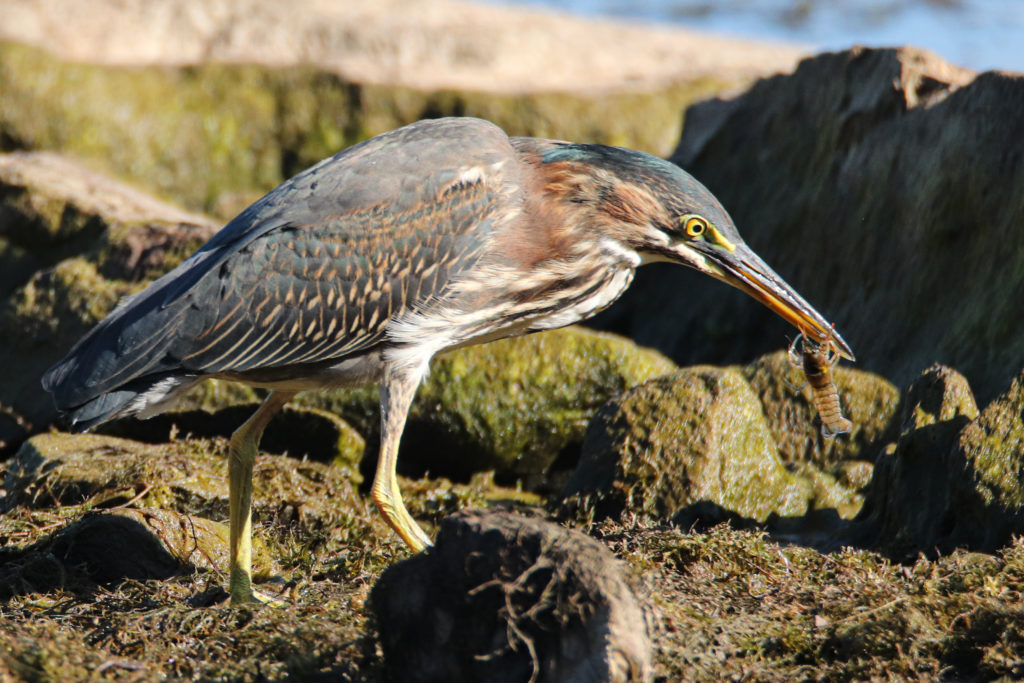 Héron vert | Green Heron